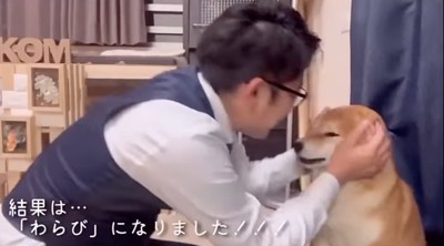 頭を撫でられる柴犬