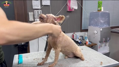 男性に首を触られて目を細める犬