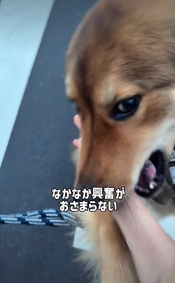 アップの犬2