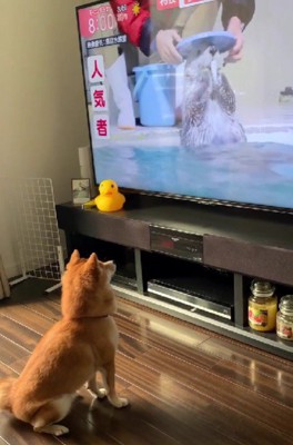 芸を披露するラッコ…