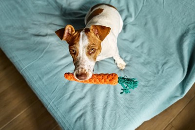 見つめる犬