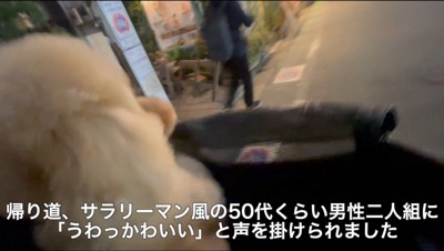 通行人に「かわいい」と褒められる犬