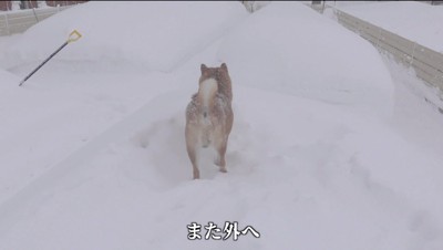 雪道を歩く犬の後ろ姿