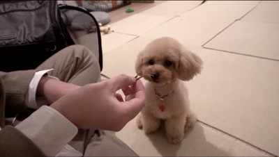 飼い主が持っているおやつを凝視する犬