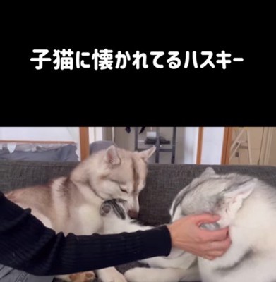 りりたん&ここちゃん&くぅちゃん4