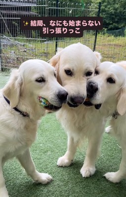 おもちゃをくわえる3匹の大型犬たち%%仲良く一緒におもちゃをくわえているだけの3匹