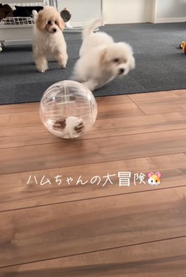 冒険中のハムスターとワンコたち4