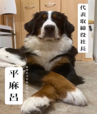 前を向いて座る犬