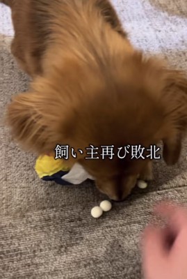 おやつを取る犬2