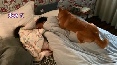 パパを起こすモモ子ちゃん