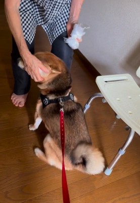 なでられるはちちゃん