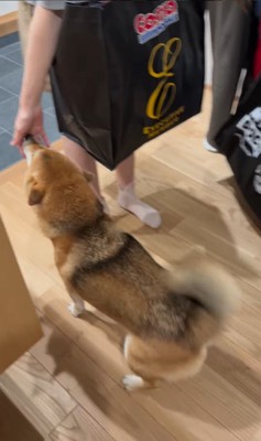 お客さんを熱烈歓迎するはちちゃん5