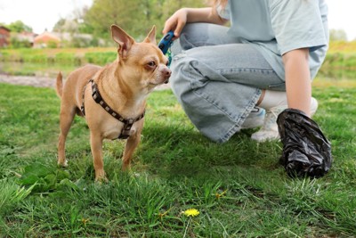 茶の犬、黒い袋で拾う様子