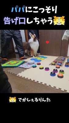男性に撫でられる犬