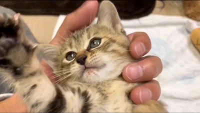 飼い主の手の中でじゃれる子猫