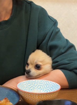 腕から顔を出す犬