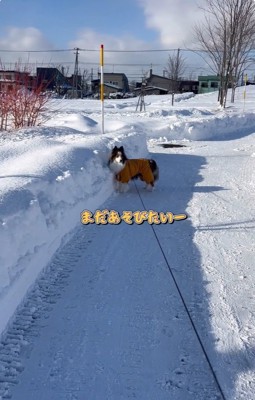 帰宅拒否のさつまくん