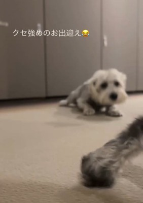伏せる犬1