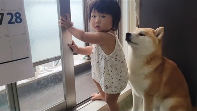 ベランダに出ようとする女の子を見つめるオスの柴犬