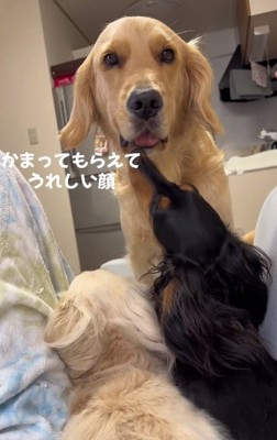 嬉しいステラちゃん