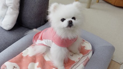 ピンクの服を着てお座りをする犬