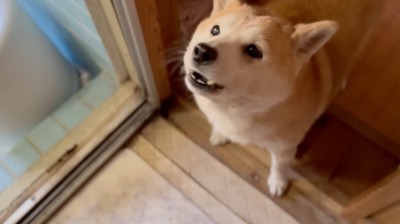 お風呂場で洗われる猫を見て、飼い主を見上げる犬