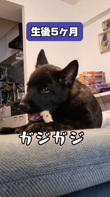 ソファに座っておもちゃをかじる犬