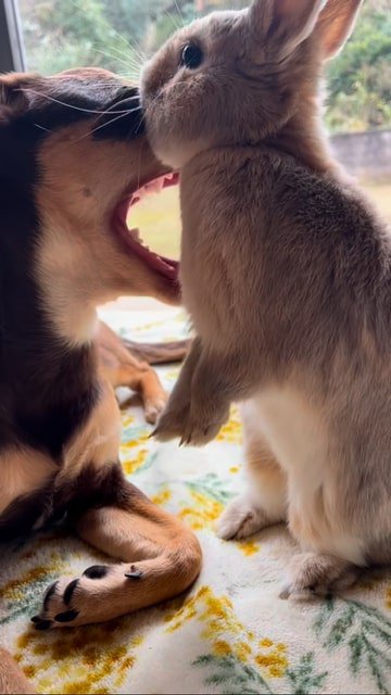 あくびする犬とウサギ