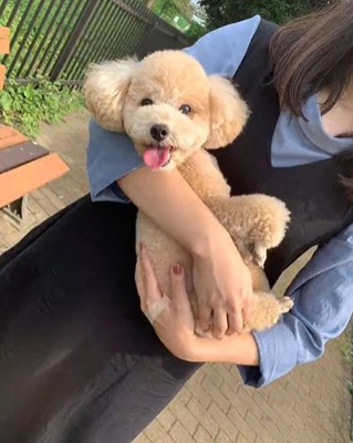 女性に抱っこされて嬉しそうなトイプードル