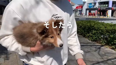 ソフィーちゃんのビフォーアフター3