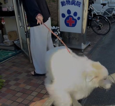 病院の前でリードを引っ張る犬