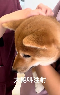 柴犬のつくねちゃん