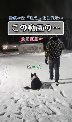 「マテだよー」と言って歩き出したら…