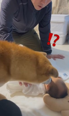 こてつ君と赤ちゃんの初対面2