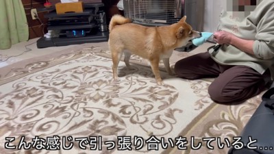 おもちゃを引っ張り合い