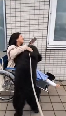 車椅子の女性に飛びつく犬