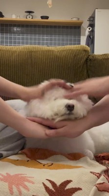 飼い主たちに頭を撫でられる犬