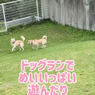 きなこちゃんの変化、もなかちゃんとの出会い8