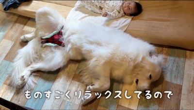 足を広げて寝ている犬を横目で見る犬