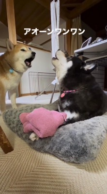 遠吠えが重なる母犬と息子犬