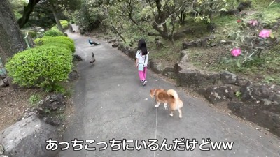 クジャクがたくさんいる！