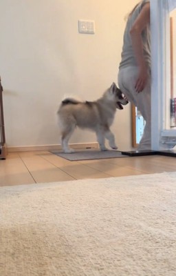 何かを訴えるパウくん