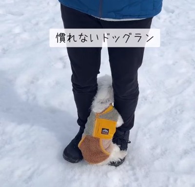 飼い主の足にしがみつく犬