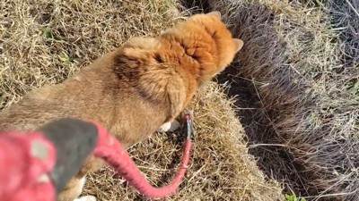 アナグマが入った場所をじーっ