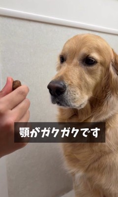 病院が大好きなマーシャル君9