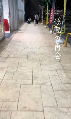 立ち上がる柴犬