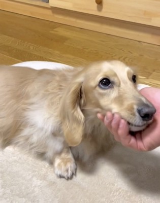 ゴロンと横になる犬