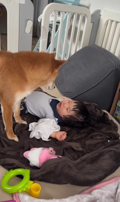 赤ちゃんを起こすポテくん6