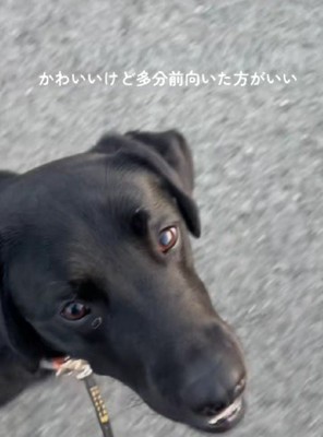 黒ラブさんはマイペース