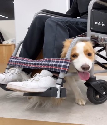 車椅子の下に入る犬1